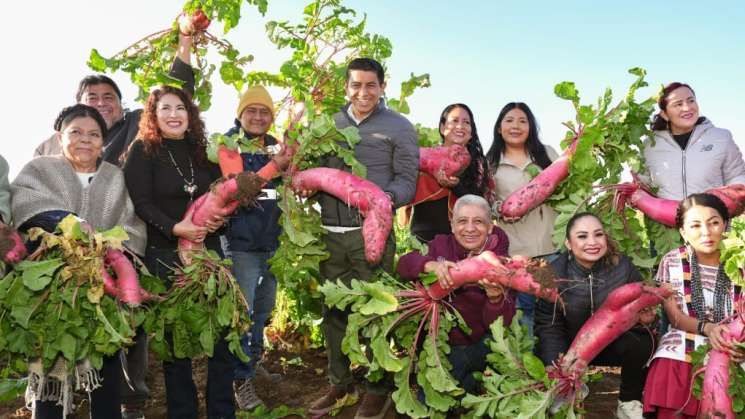 Cosechan más de 14 toneladas de rábanos para la tradicional Noche de Rábanos en Oaxaca