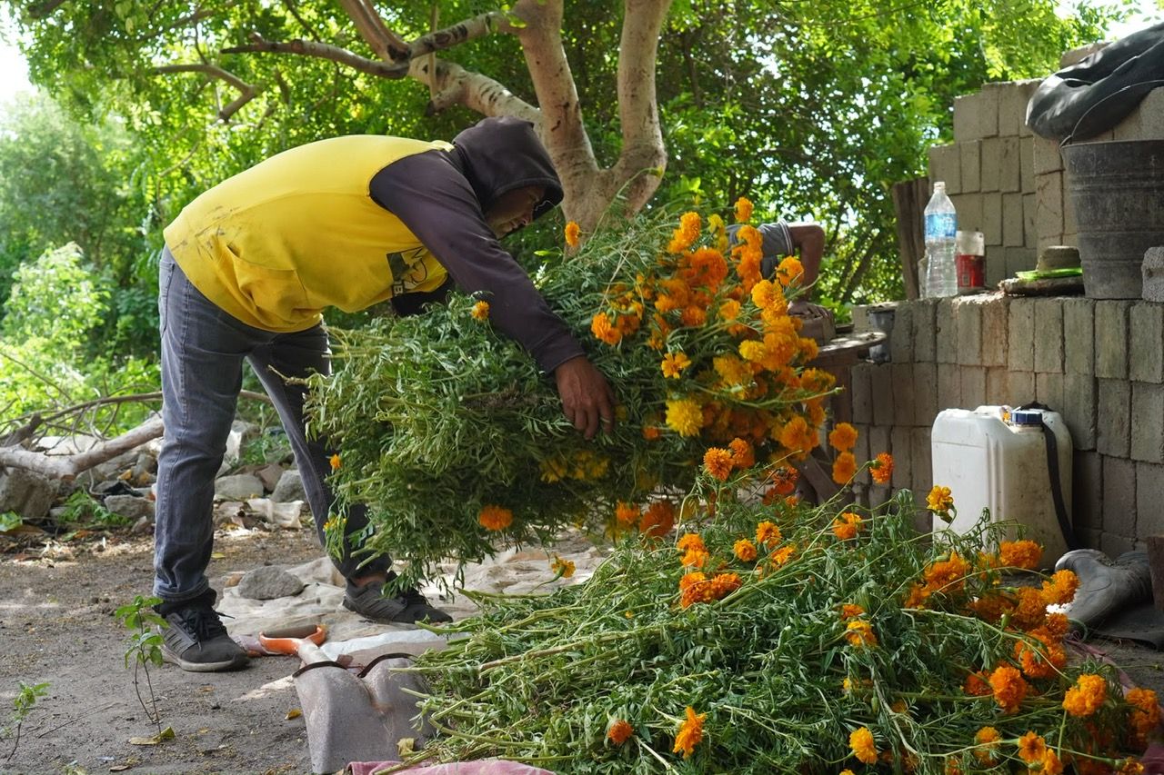 Campesinos de Puente Madera salvan cosecha de flor de muerto con pozos ante la escasez de lluvias