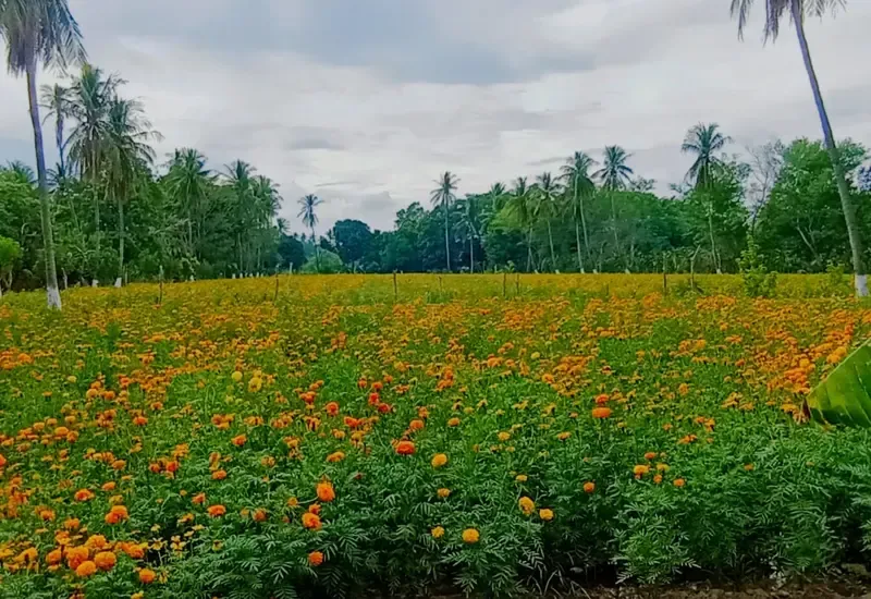 La flor de cempasúchil mantiene su relevancia cultural y comercial ante las festividades de Todos Santos