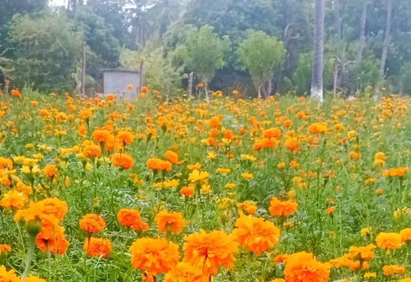 Productores de cempasúchil del Istmo alistan ventas para la temporada de Día de Muertos